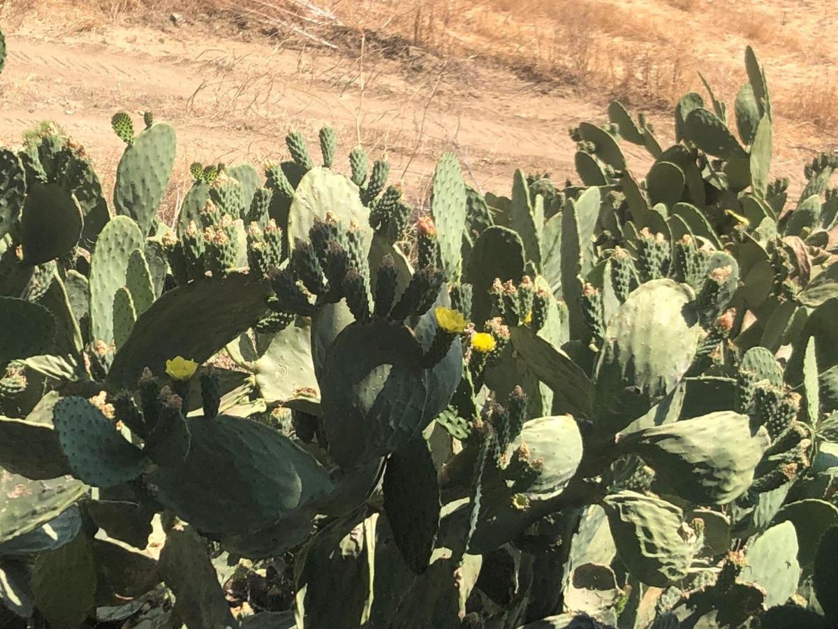 Masseria Baglio Perciata Camporeale 外观 照片